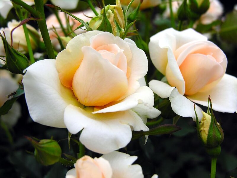 White and Peach Roses — Serene