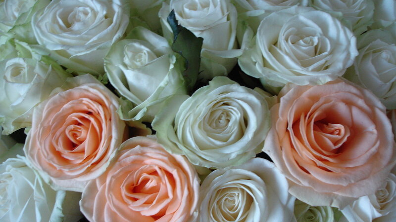 White and Peach Roses