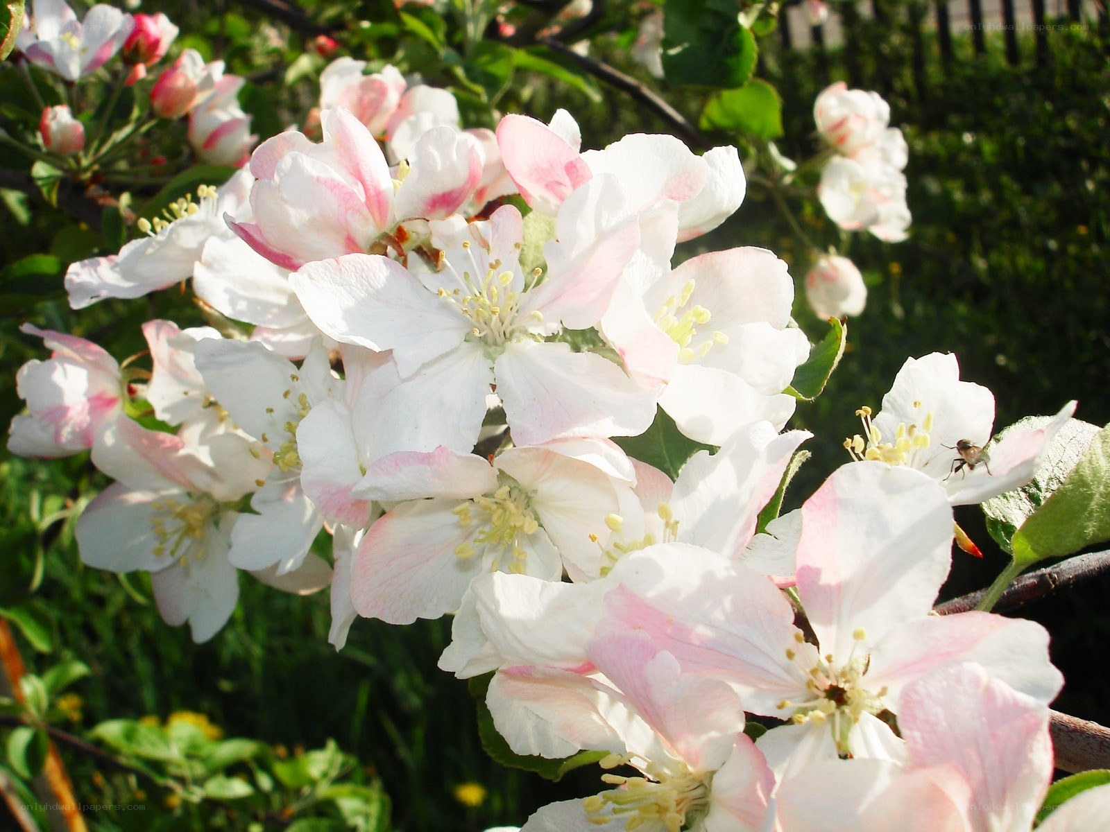 White and pink apple blossoms