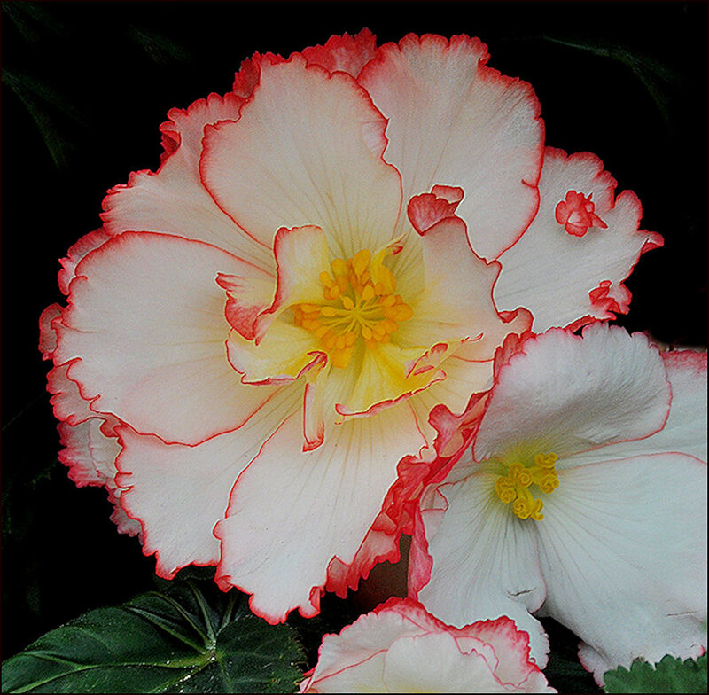 White and Pink Begonia Flower