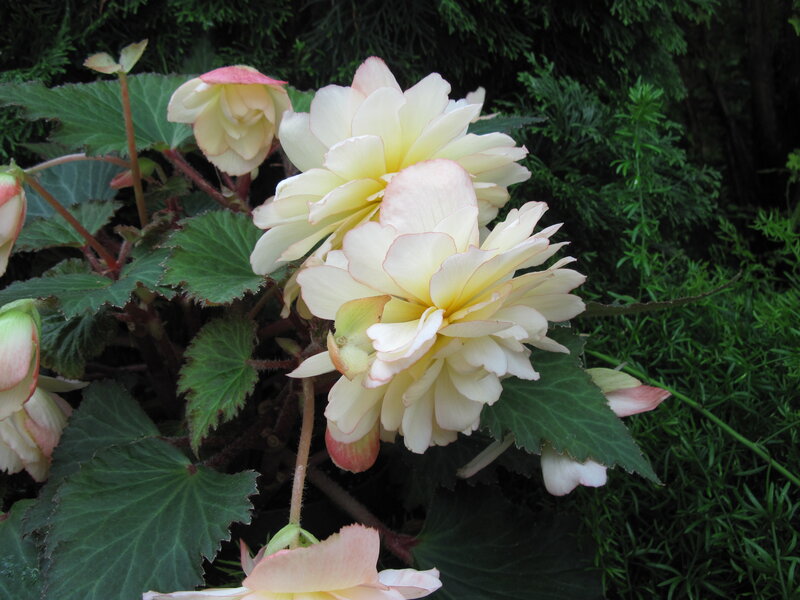 White and Pink Begonia Flowers