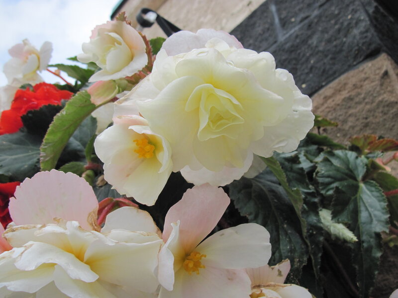 White and Pink Begonias