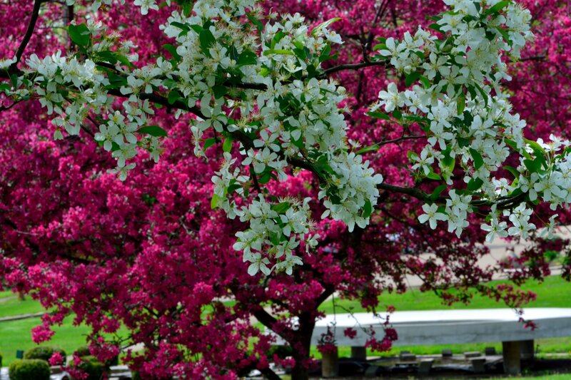 White and Pink Blossoms — Serene
