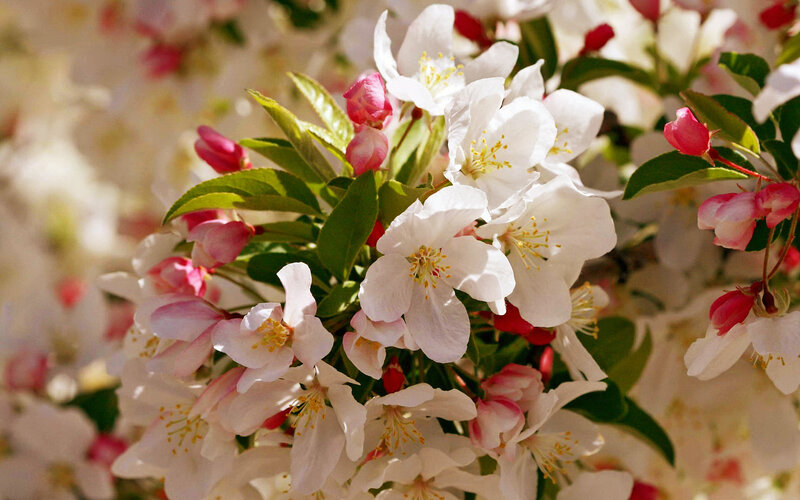 White and Pink Blossoms