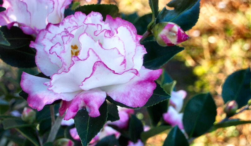 White and Pink Camellia Flower — Serene