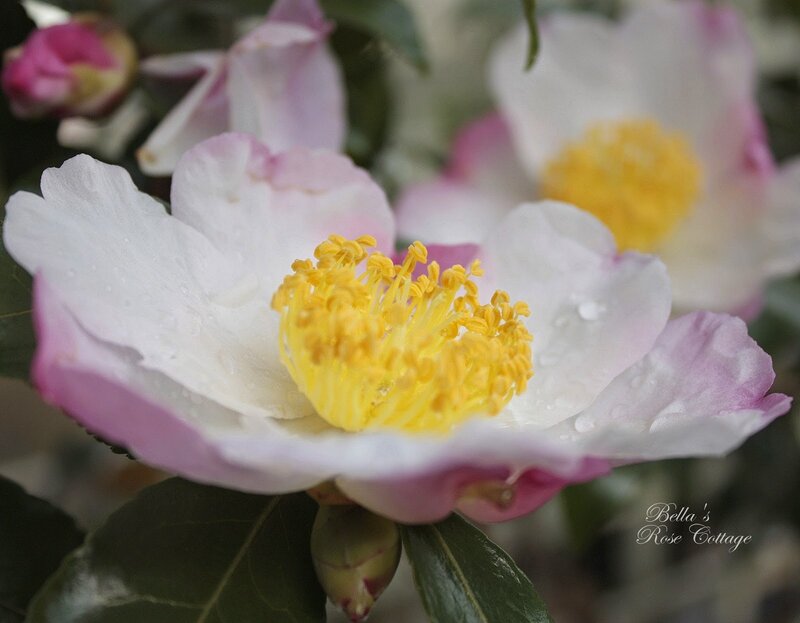White and Pink Camellia Flower