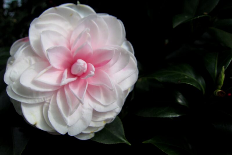 White and Pink Camellia