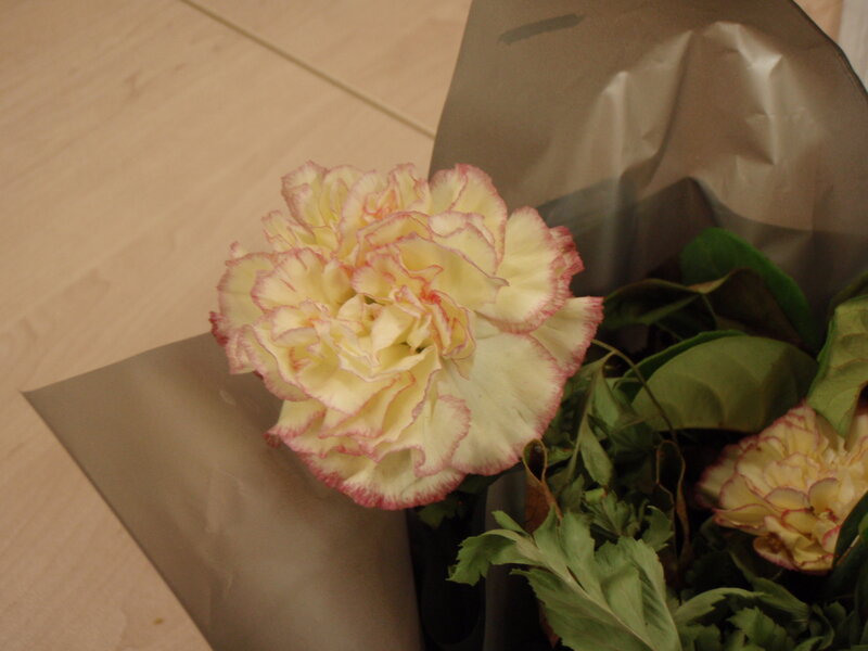 White and Pink Carnation