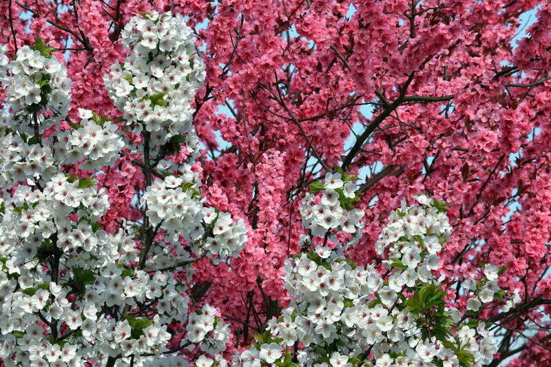 White and Pink Cherry Blossoms