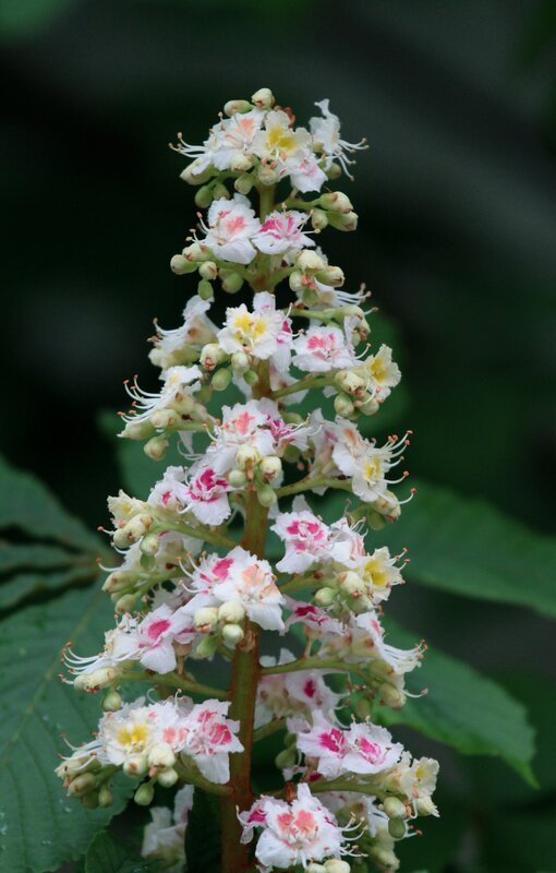 white and pink chestnut flowers