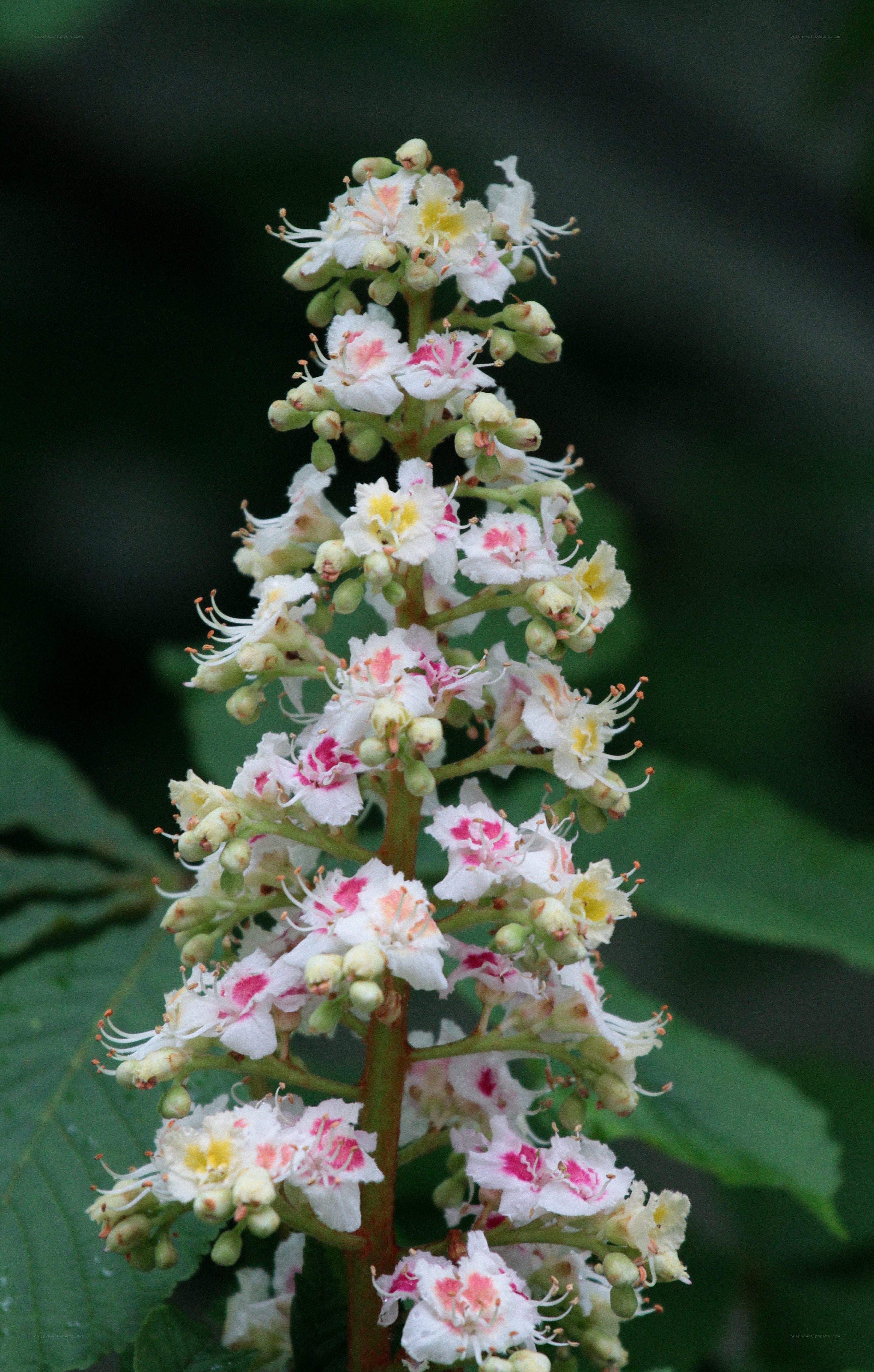 white and pink chestnut flowers