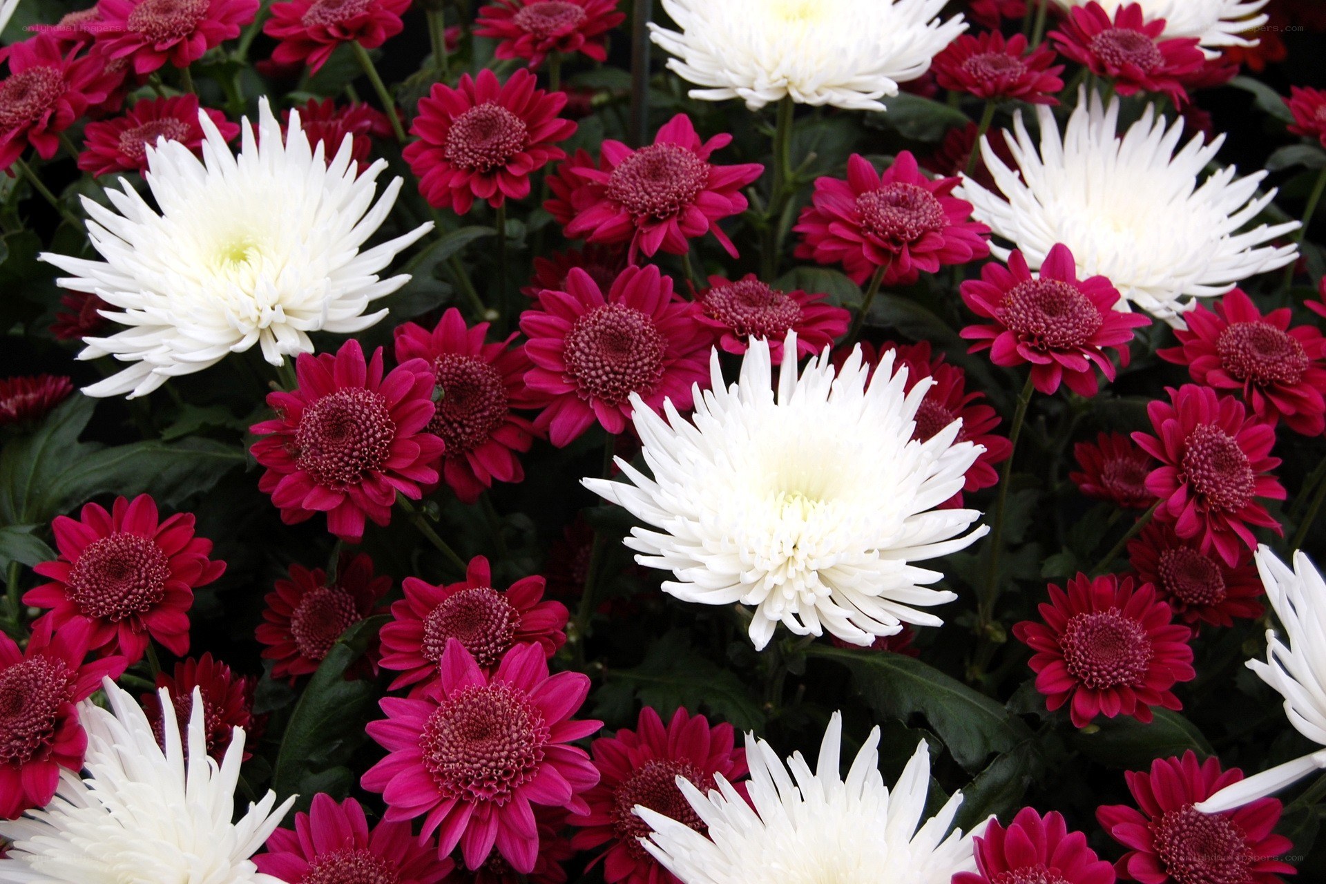 White and pink chrysanthemums