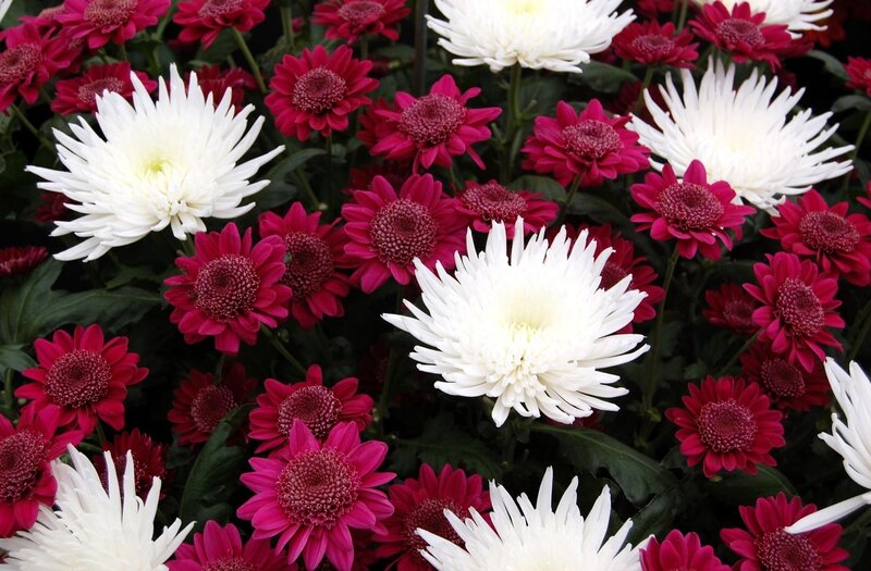White and Pink Chrysanthemums — Calm, Photograph, Flowers, Leaves