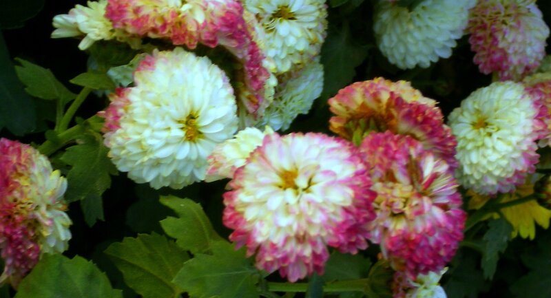 White and Pink Chrysanthemums — Calm, Photograph