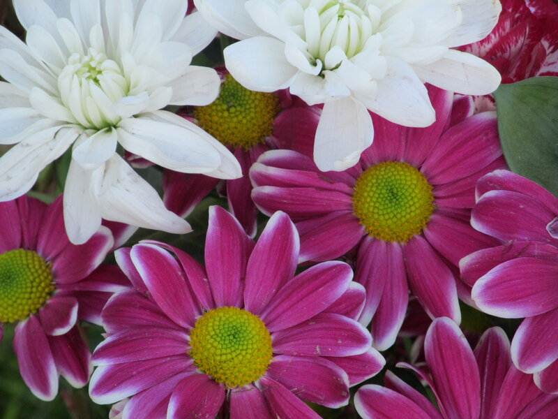 White and Pink Chrysanthemums — Calm, Spring