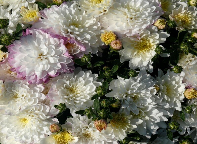 White and Pink Chrysanthemums — Calm
