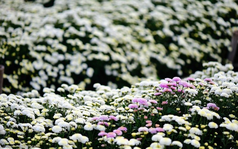 White and pink chrysanthemums in bloom