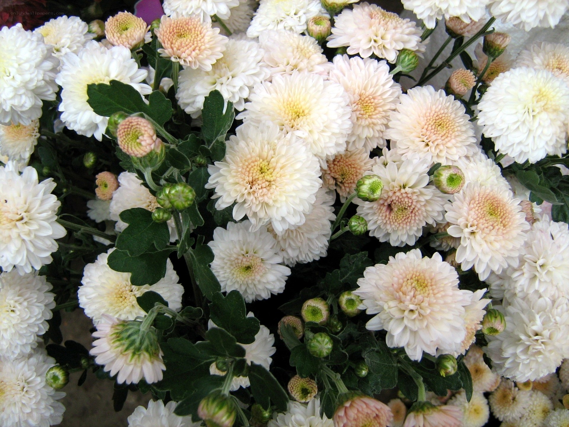 White and pink chrysanthemums