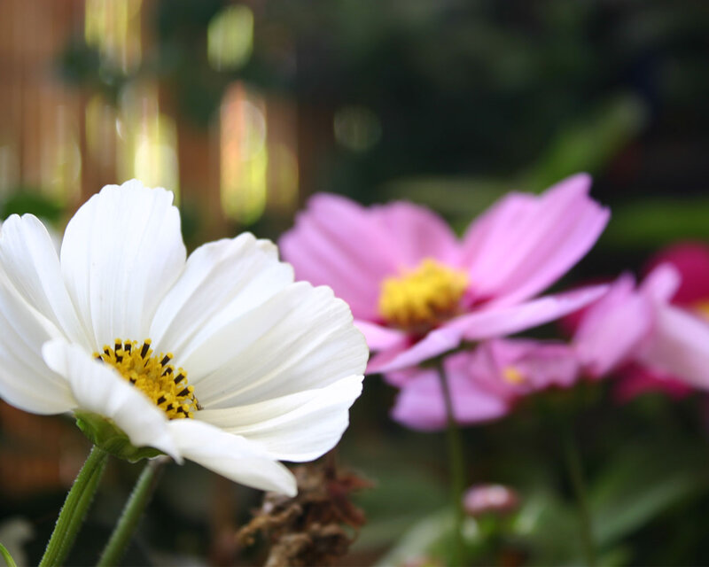 White and Pink Cosmos Flowers — Serene, Afternoon, Photograph