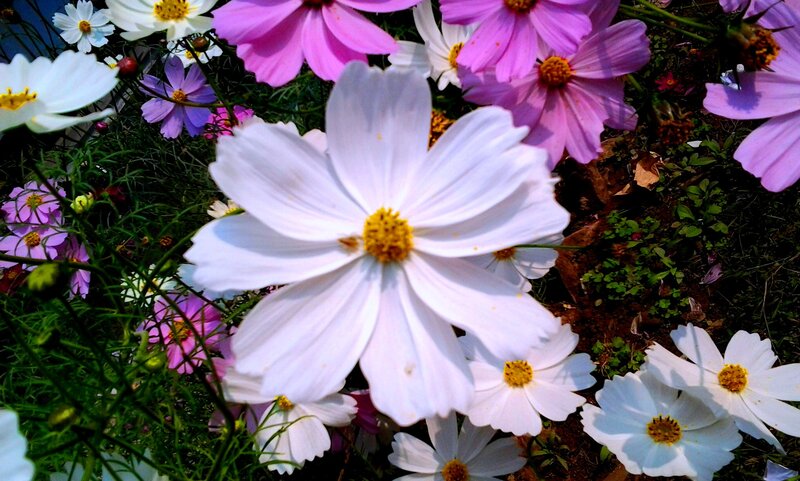 White and Pink Cosmos Flowers — Serene