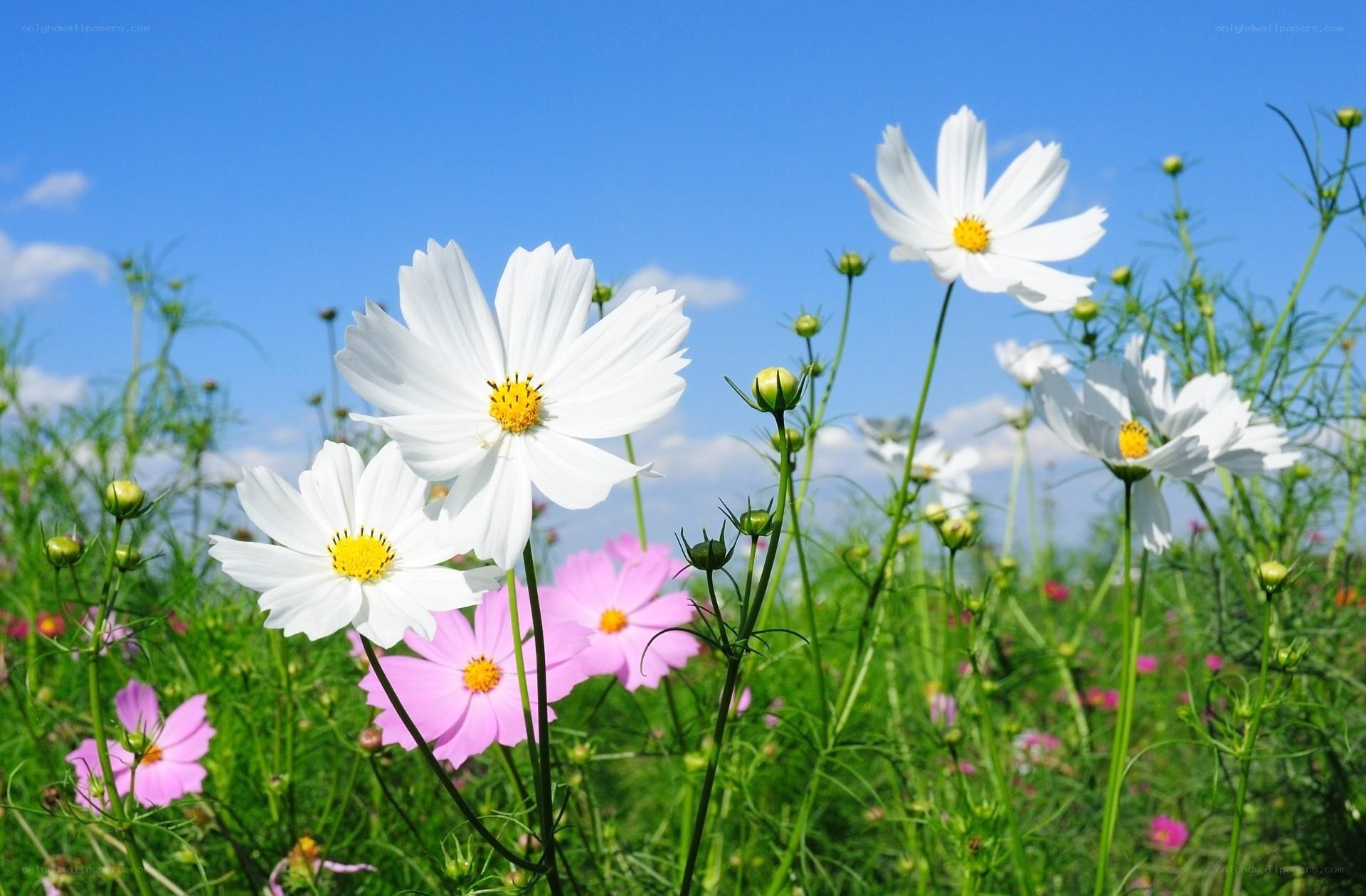 White and pink cosmos flowers