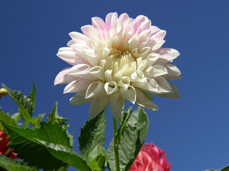 White and Pink Dahlia Flower