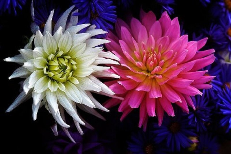 White and Pink Dahlia Flowers