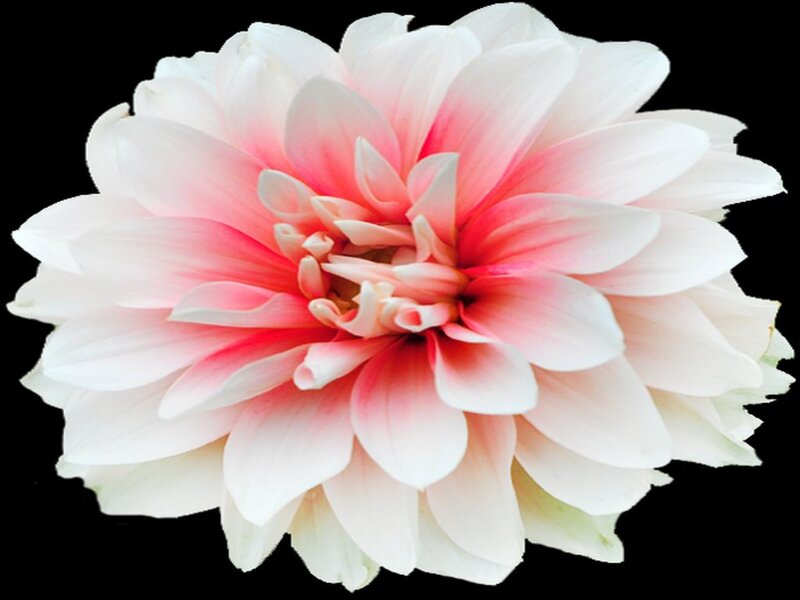 White and Pink Dahlia