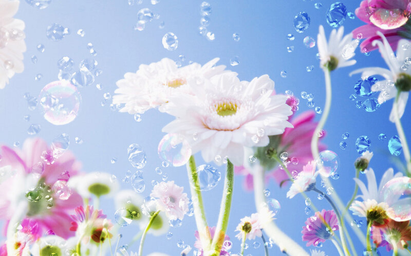 White and Pink Daisies — Blue, Serene, Spring, Digital Art