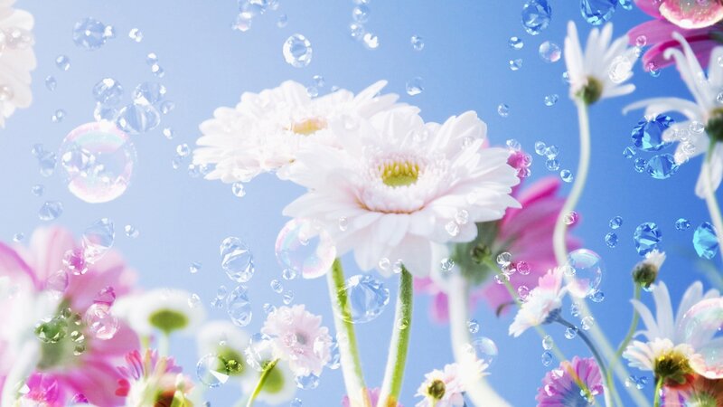 White and Pink Daisies — Blue, Serene