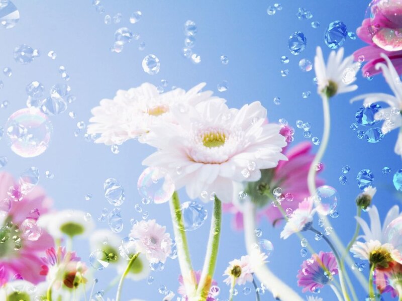 White and Pink Daisies — Blue