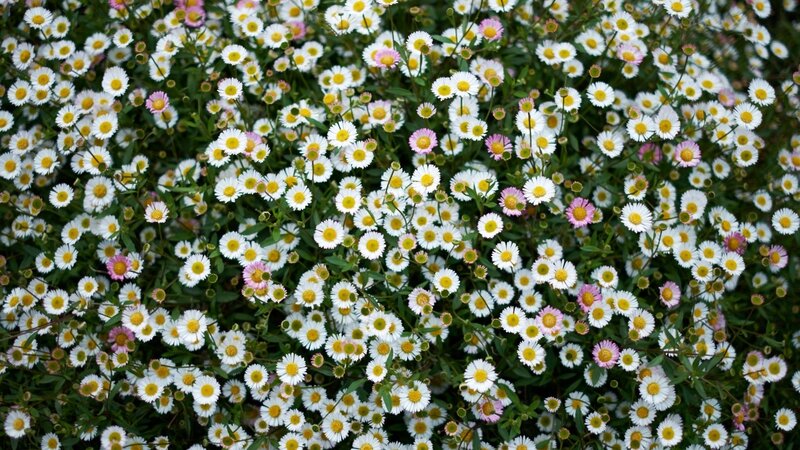 White and Pink Daisies — Calm, Spring