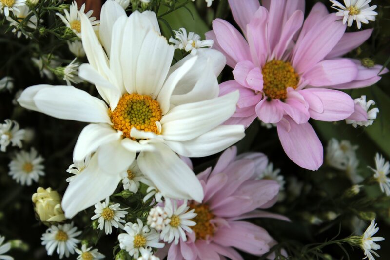 White and Pink Daisies — Calm