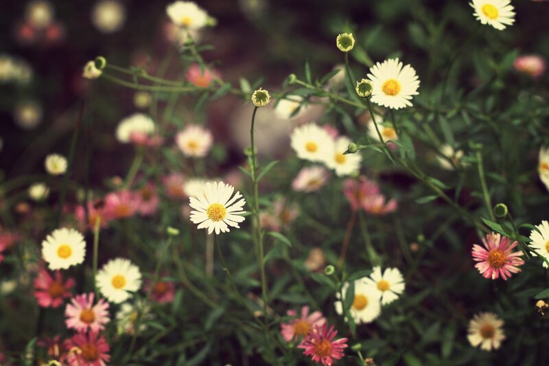 White and pink daisies in a field