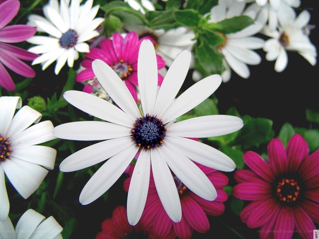 White and pink daisies in bloom