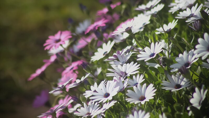 White and pink daisies in garden