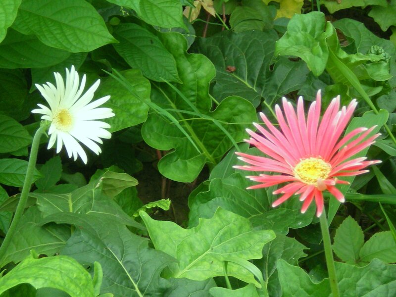 White and pink daisies in garden