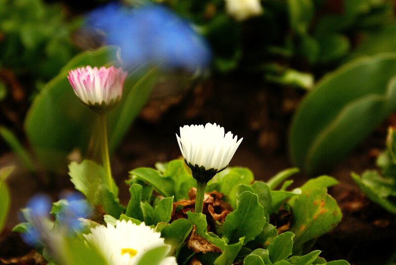 White and pink daisies in garden