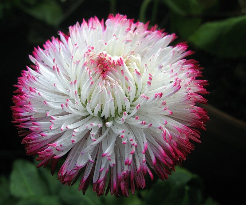 White and Pink Daisy — Calm