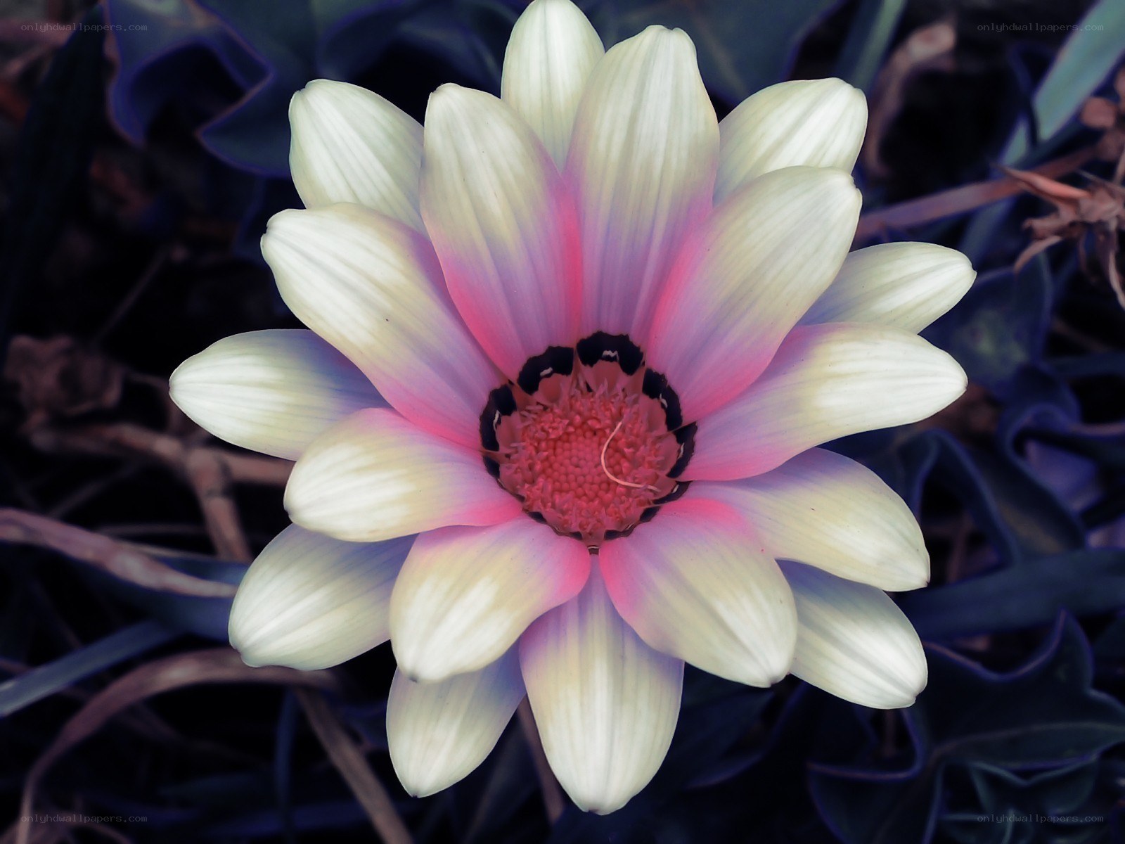 White and pink daisy flower