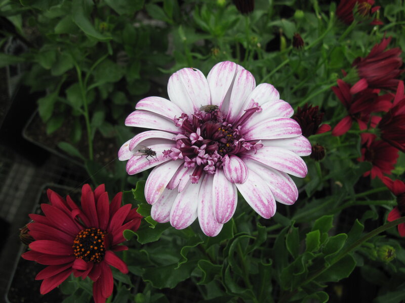 White and Pink Daisy