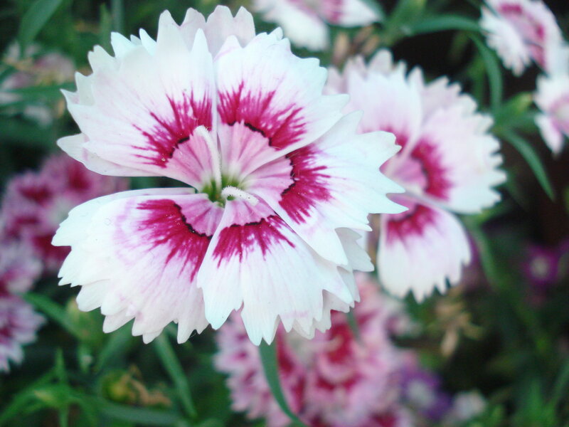 White and Pink Dianthus Flower — Calm