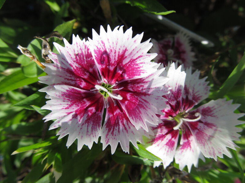 White and Pink Dianthus Flower — Natural