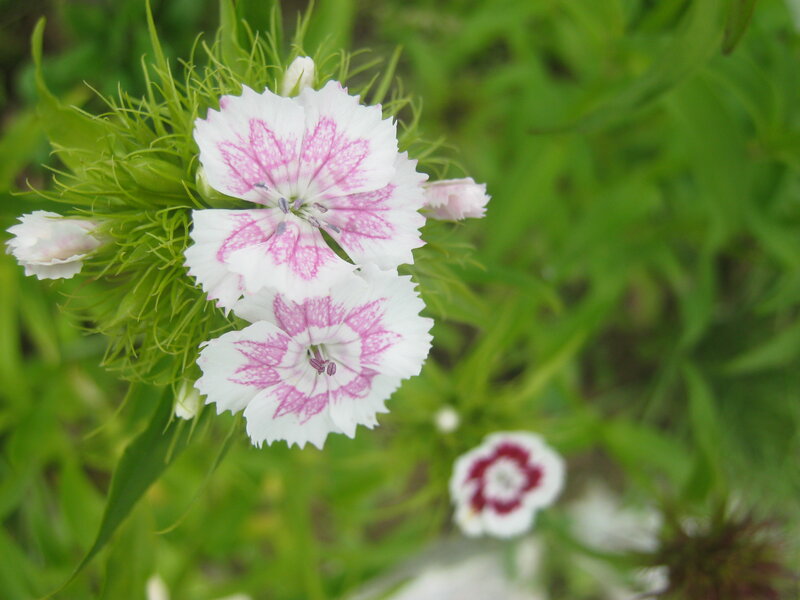 White and Pink Dianthus Flower