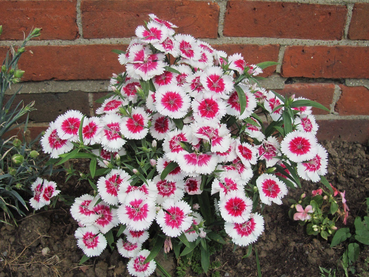 White and pink dianthus flowers
