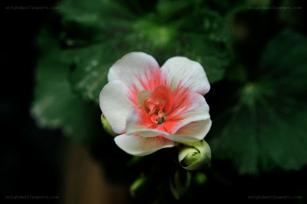 White and pink flower bloom