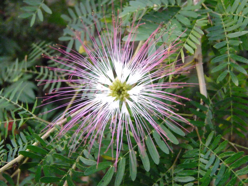 White and Pink Flower — Calm, Afternoon