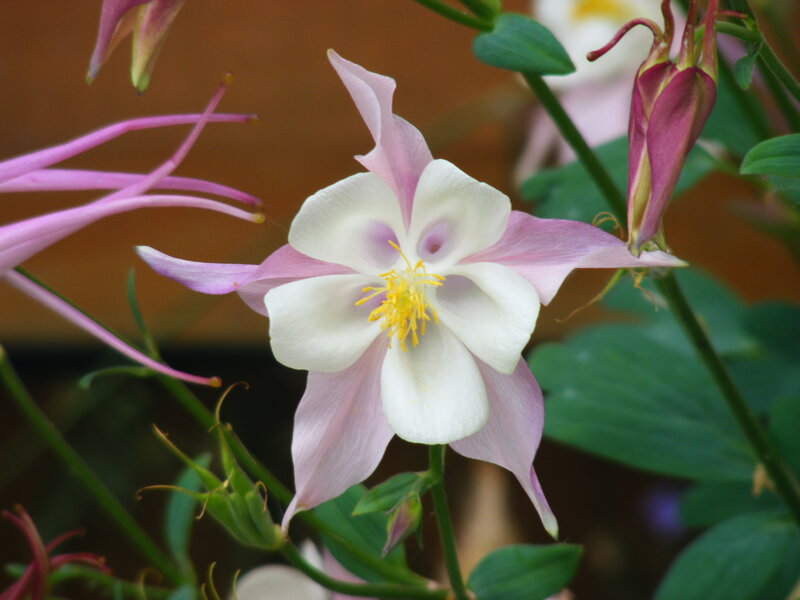 White and Pink Flower — Calm