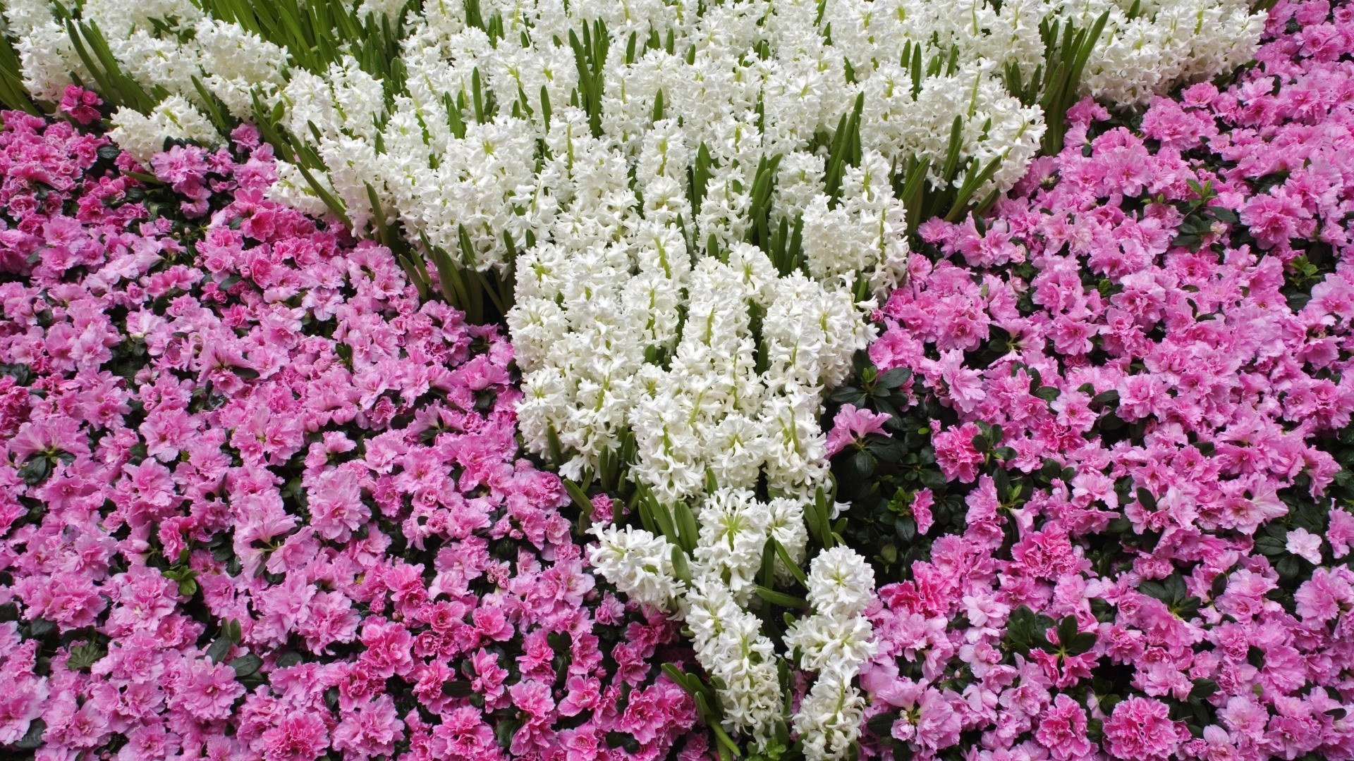 White and pink flower garden