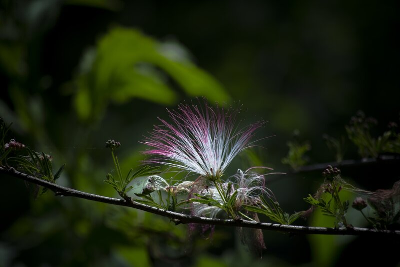 White and Pink Flower — Green, Dramatic